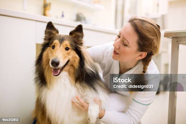 Photo libre de droit de Chien Et Veterianrian À Lambulance Pour Animaux De Compagnie banque d'images et plus d'images libres de droit de Vétérinaire