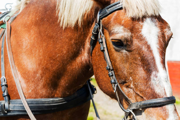 gros plan du visage d’un cheval dans un harnais - equestrian event photos et images de collection