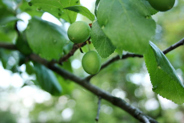 istock plum green young fruits 964313486