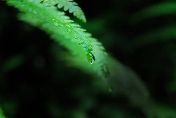Close up of a single drop at the end of a fern leaf after rain