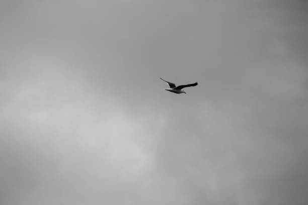 istock A bird in the air 964325292