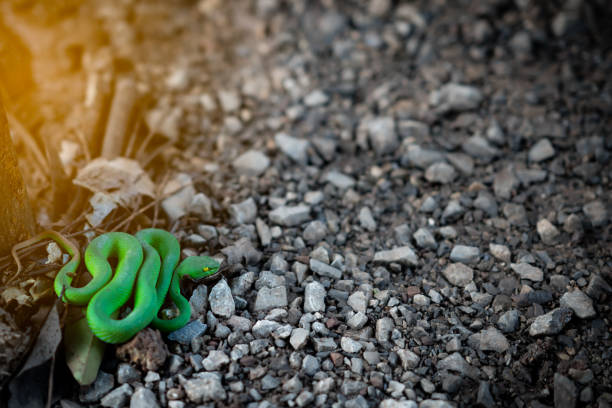 Green pit vipers or Trimeresurus albolabris on stem of tree on ground
