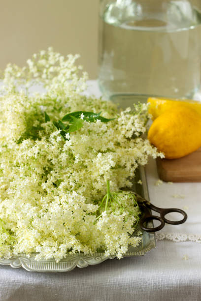 istock Elder flowers, water, lemon and sugar, ingredients for making elder syrup. Rustic style. 964334008