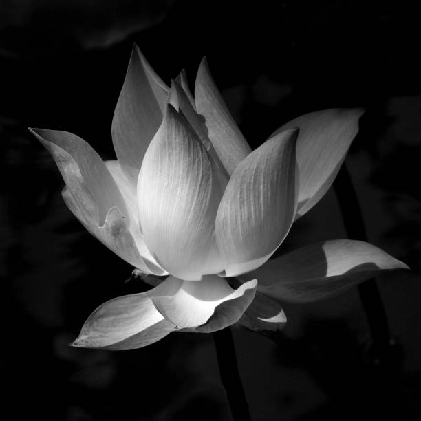 istock Close-Up Of White Lily 964335176