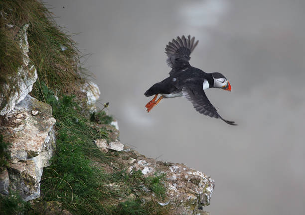 Atlantic Puffin (Fratercula arctica) in mid air having just taken flight from a cliff edge. Bempton Cliffs, East Yorkshire, UK.