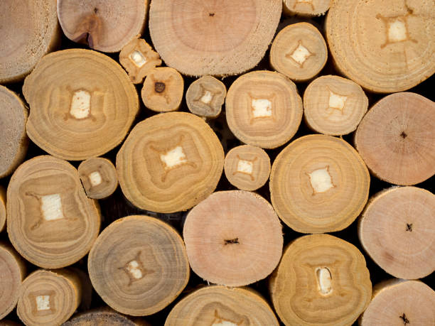 istock Texture of wooden log section 964339416