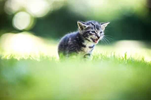istock Cute Kitten Outside on Grass Lawn 964340072
