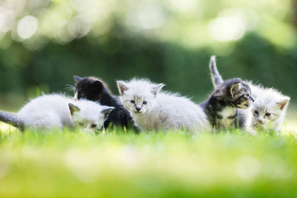istock Cute Kittens Outside on Grass Lawn 964340482