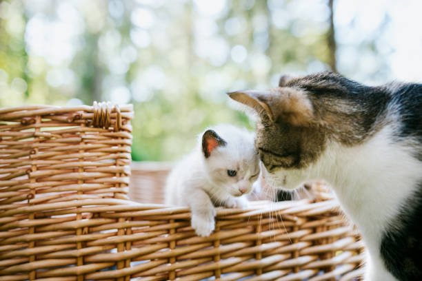 istock Mother Cat Snuggles Her Cute Kitten Outside 964342596