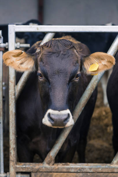 istock Dairy cow standing in a shed looking at the camera 964342826