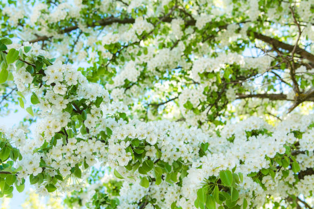 istock Blooming white branches in the spring sunlit garden 964347752