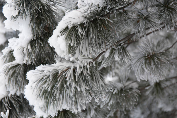istock Snow-cowered fir branches. Winter blur background. Frost tree 964348248