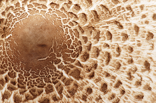 Parasol Mushroom closeup as background