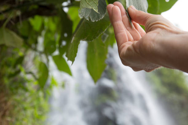 istock Hand reaches to touch wet leaf in front of waterfall 964353916