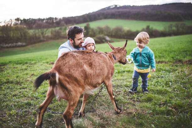 a father and his toddler children with a goat outside in spring nature. - animals feeding animal child kid goat imagens e fotografias de stock