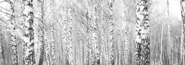 istock black-and-white photo with white birches with birch bark 964358192