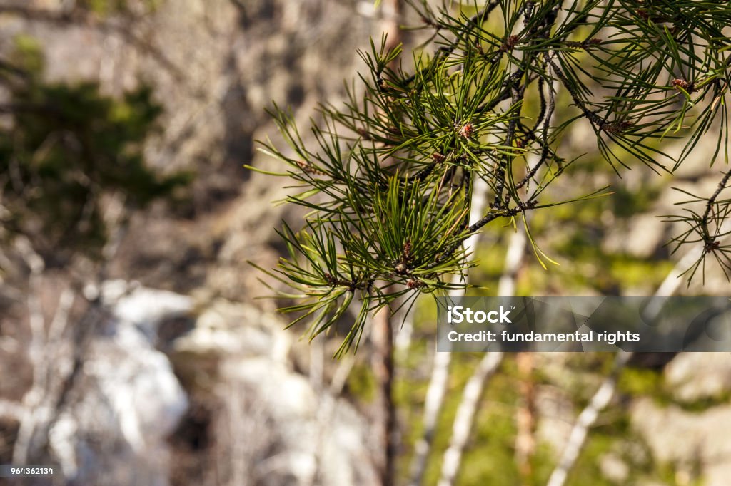 verse groene pijnbomen vertakking van de beslissingsstructuur in het voorjaar - Royalty-free Blad Stockfoto