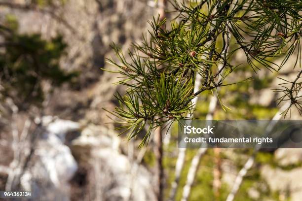Verse Groene Pijnbomen Vertakking Van De Beslissingsstructuur In Het Voorjaar Stockfoto en meer beelden van Blad