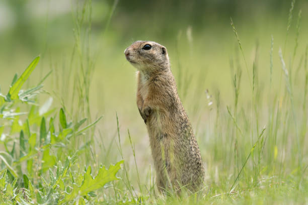 istock A European ground squirrel (Spermophilus citellus) standing in a green meadow 964362226