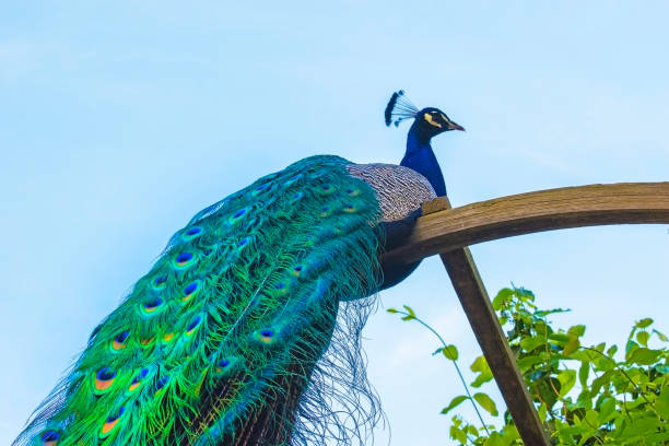 istock A male peacock silhouette against a bright sky. Beautiful color tail in sun rays 964362698