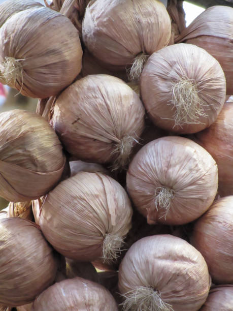 фиолетовый итальянский чеснок коса фон . тоскана, италия - garlic hanging string vegetable стоковые фото и изображения