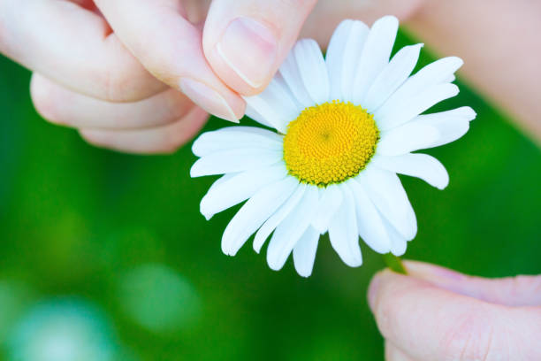 istock love does not love divination daisy chamomile macro flower summer 964369664