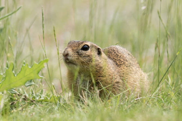 istock A European ground squirrel (Spermophilus citellus) sitting in a green meadow 964369692