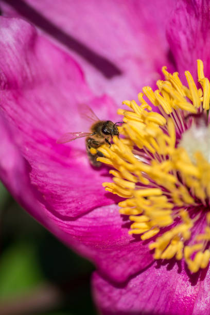 istock The bee pollinates the peony flower. Insect on a pink flower. 964372850