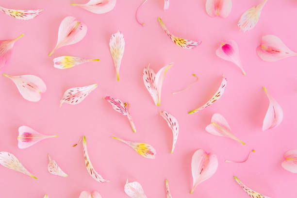 istock Flower petals on pink background 964372916