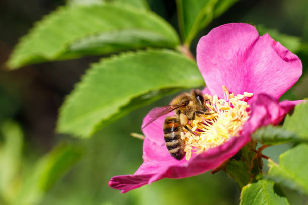istock Bee collecting honey on wild rose . 964373068