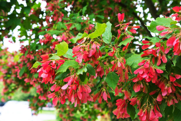 tatar maple fruits or samaras - maple keys maple tree seed tree imagens e fotografias de stock