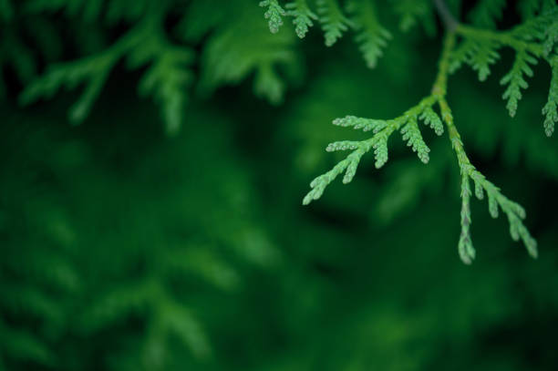 istock Green background with branch of thuja 964376650