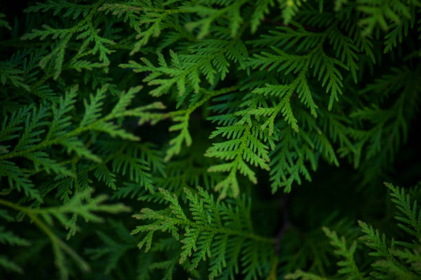 istock Green background with branches of thuja 964377978