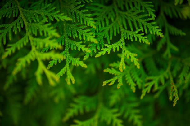 istock Green background with branches of thuja 964378020