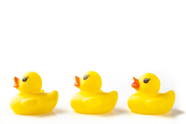 istock 3 Yellow rubber ducks in a line on white background 964383692