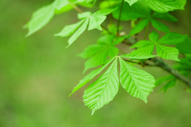 istock Nature background with branch of chestnut 964387370