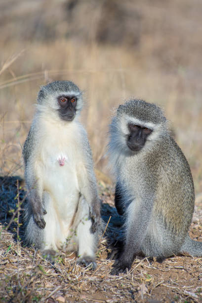 istock Pair of vervet monkies on ground 964388322