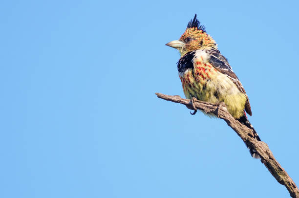 A brightly coloured Crested Barbet perched on a dry branch with open blue sky to left.