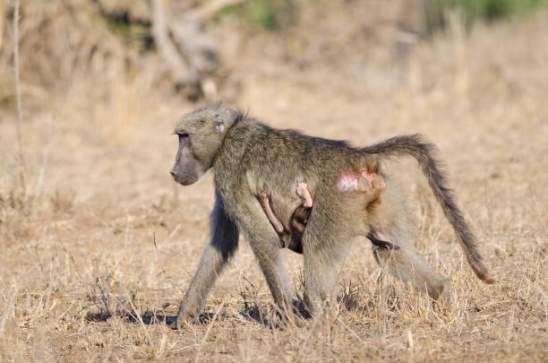 istock Mother baboon with child hanging on 964391052