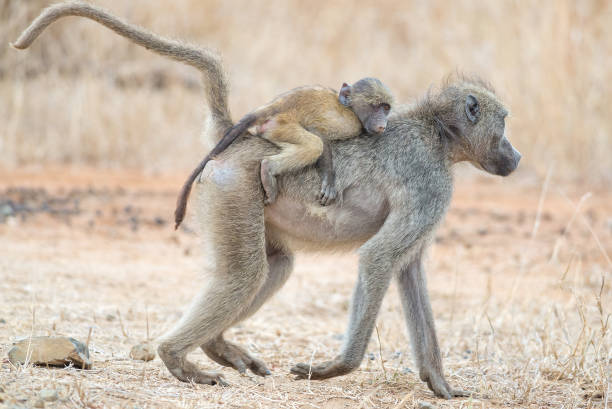 istock Young male baboon on mothers back 964391240