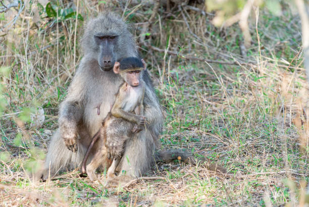 istock Young baboon stands against his mother 964391476