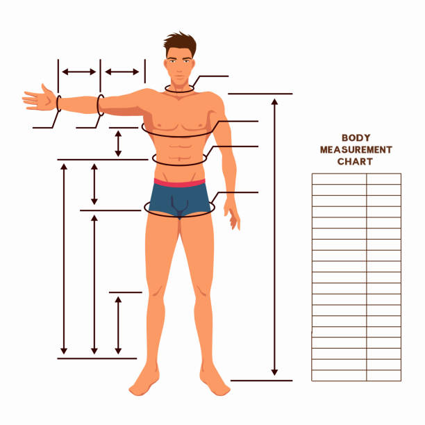 男性の体測定グラフです。 - mannequin dressmakers model male torso点のイラスト素材／クリップアート素材／マンガ素材／アイコン素材