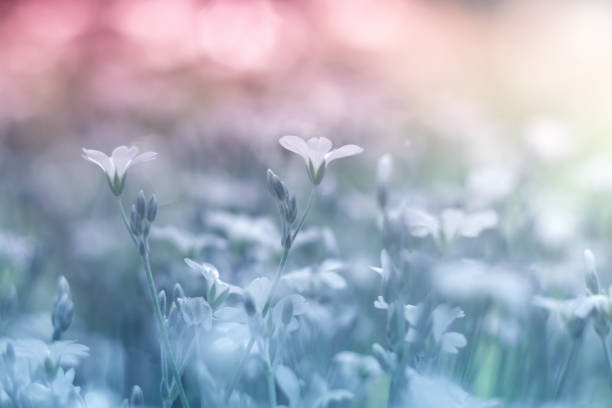 istock Small white flowers cerastium beautiful and delicate background. Selective soft focus 964391842