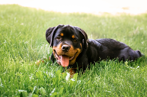 Rottweiler puppy portrait. Photo was shot in Woodland Washington