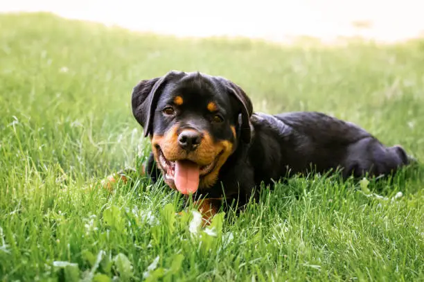 Photo of Rottweiler Puppy