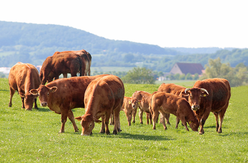 livestock with a group of Limousin cattle on a green pasture, farm house in the back