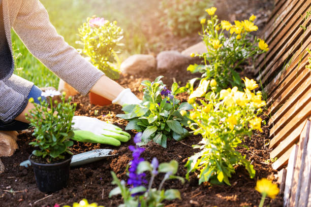 woman planting flowers in backyard garden flowerbed woman planting flowers in backyard garden flowerbed planting stock pictures, royalty-free photos & images