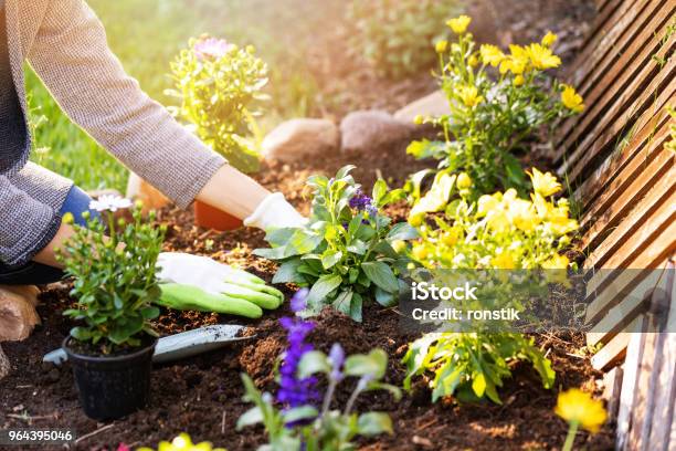 Woman Planting Flowers In Backyard Garden Flowerbed Stock Photo - Download Image Now