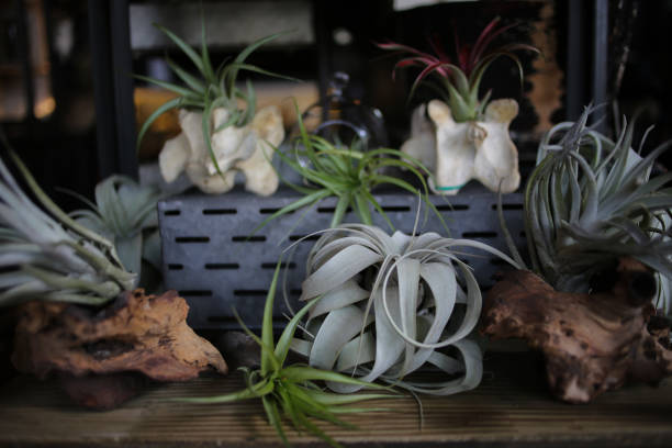 Air plants Planted in Animal Vertebrate Bones and Pieces of Driftwood Air plants Planted in Animal Vertebrate Bones and Pieces of Driftwood air plant photos stock pictures, royalty-free photos & images