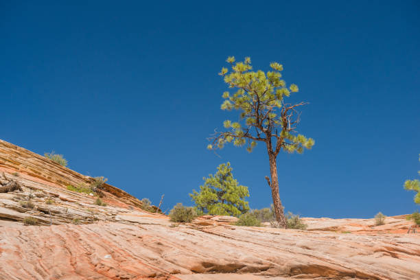 A hardy Bristlecone Pine tree the edge of a cliff on a rocky outcrop in Zion National Park in Utah, USA.